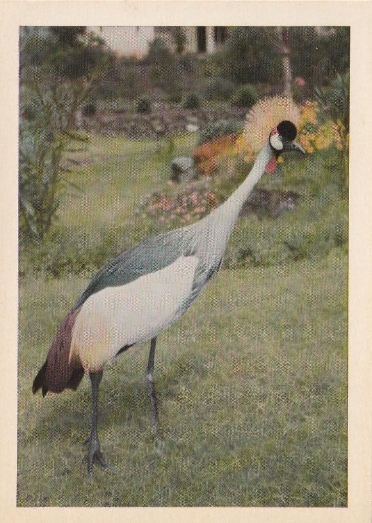 CHROMO  KROONKRAANVOGEL, Collections, Envoi, Comme neuf, Animal, Gravure