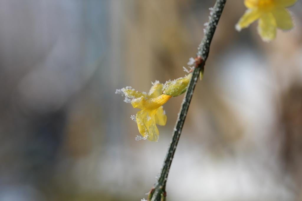 Winterjasmijn, Tuin en Terras, Volle zon, Vaste plant, Ophalen of Verzenden, Winter