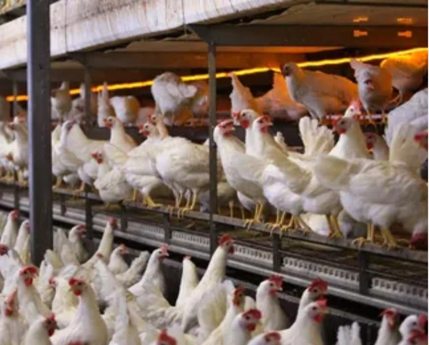 jonge leghorns legkippen, Dieren en Toebehoren, Pluimvee, Kip