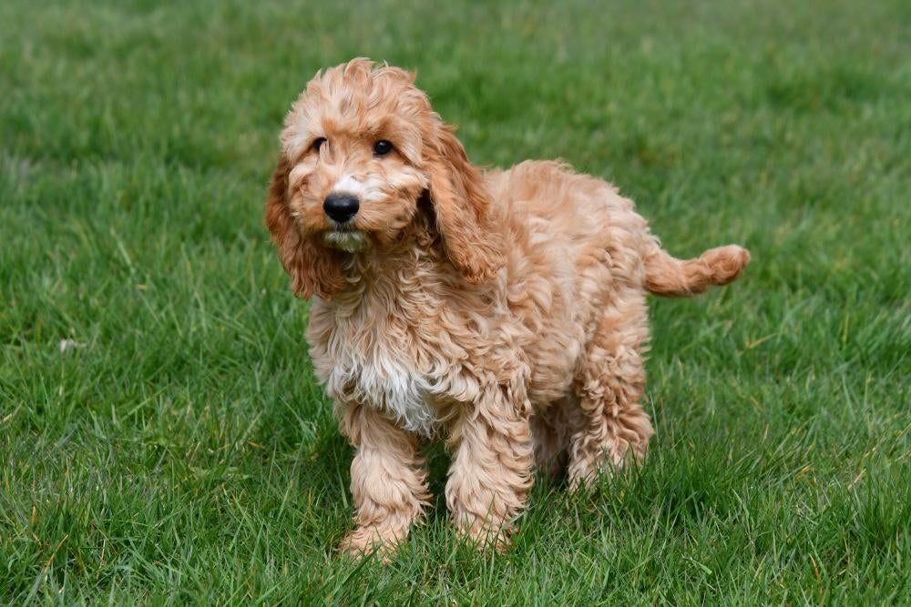 Chiots Cockapoo à vendre, Animaux & Accessoires, 15 semaines à 1 an, Étranger, Hépatite contagieuse (maladie de Rubarth), Plusieurs animaux