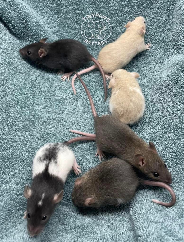 Dwergratjes, Dieren en Toebehoren, Rat, Maart, Meerdere dieren, Tam