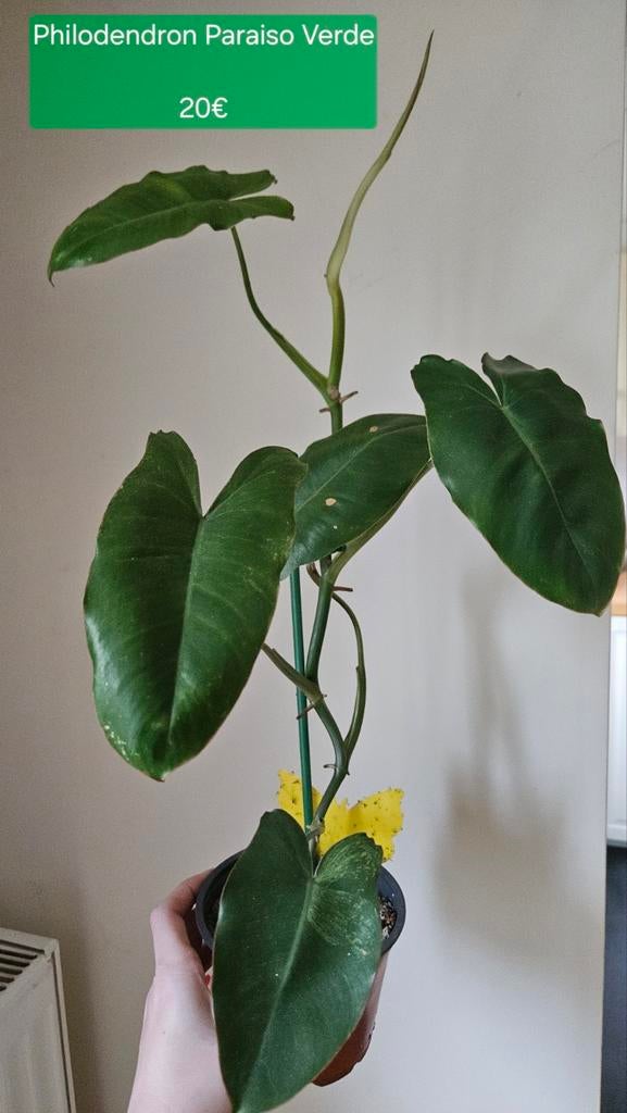 Philodendron Paraiso Verde, Huis en Inrichting, Kamerplanten, Groene kamerplant, Ophalen, Volle zon, Minder dan 100 cm