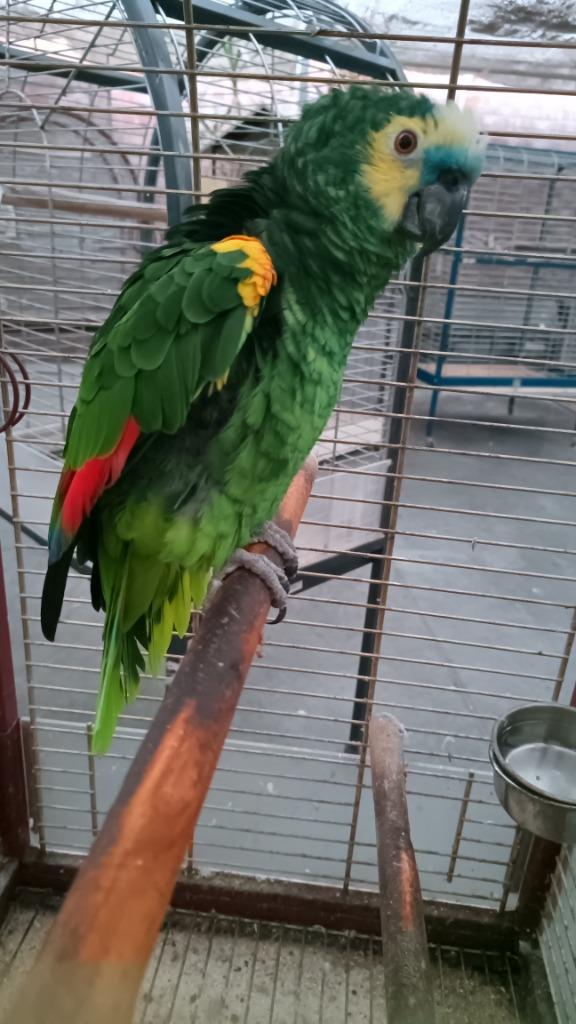 Blauw voorhoofd geelschouder amazone (Bahia), Papegaai, Geringd