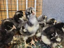 Eendagskuikens Mechelse Koekoek, Dieren en Toebehoren, Pluimvee