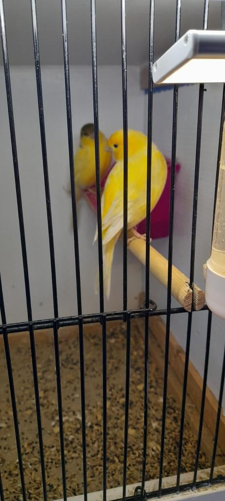 Kanarie mannen  eigen kweek, Dieren en Toebehoren, Vogels | Kanaries