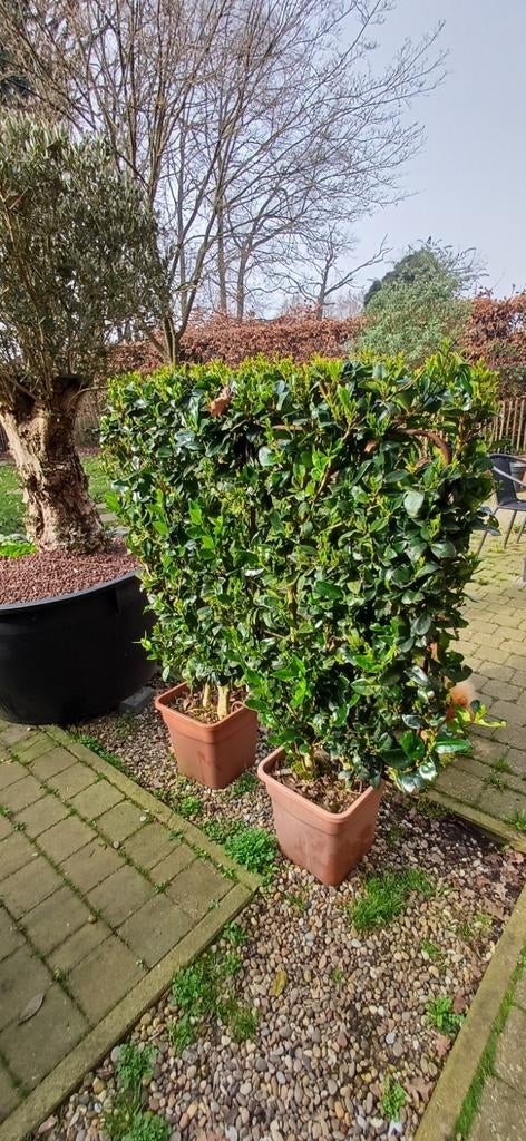 Laurus / laurierhaag in pot met metalen frame – ideale groen, Jardin & Terrasse, Enlèvement, En pot