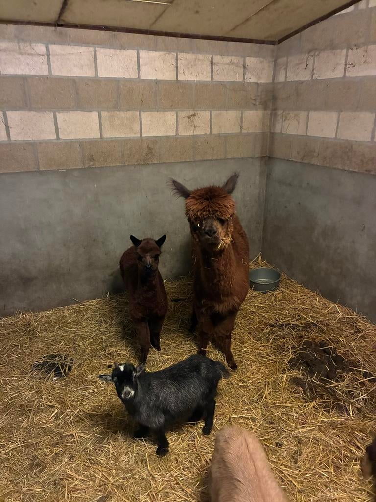 Alpca, Dieren en Toebehoren, Pluimvee