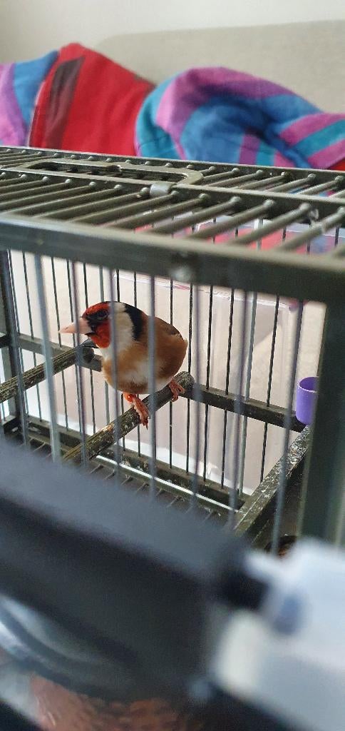 Chardonneret parva, Animaux & Accessoires, Mâle