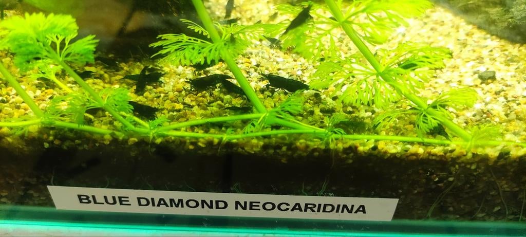 Blue Diamond neocaridina, Dieren en Toebehoren, Vissen | Aquariumvissen