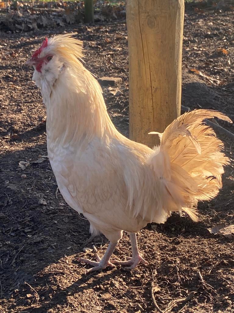 Jonge hanen, Dieren en Toebehoren, Pluimvee