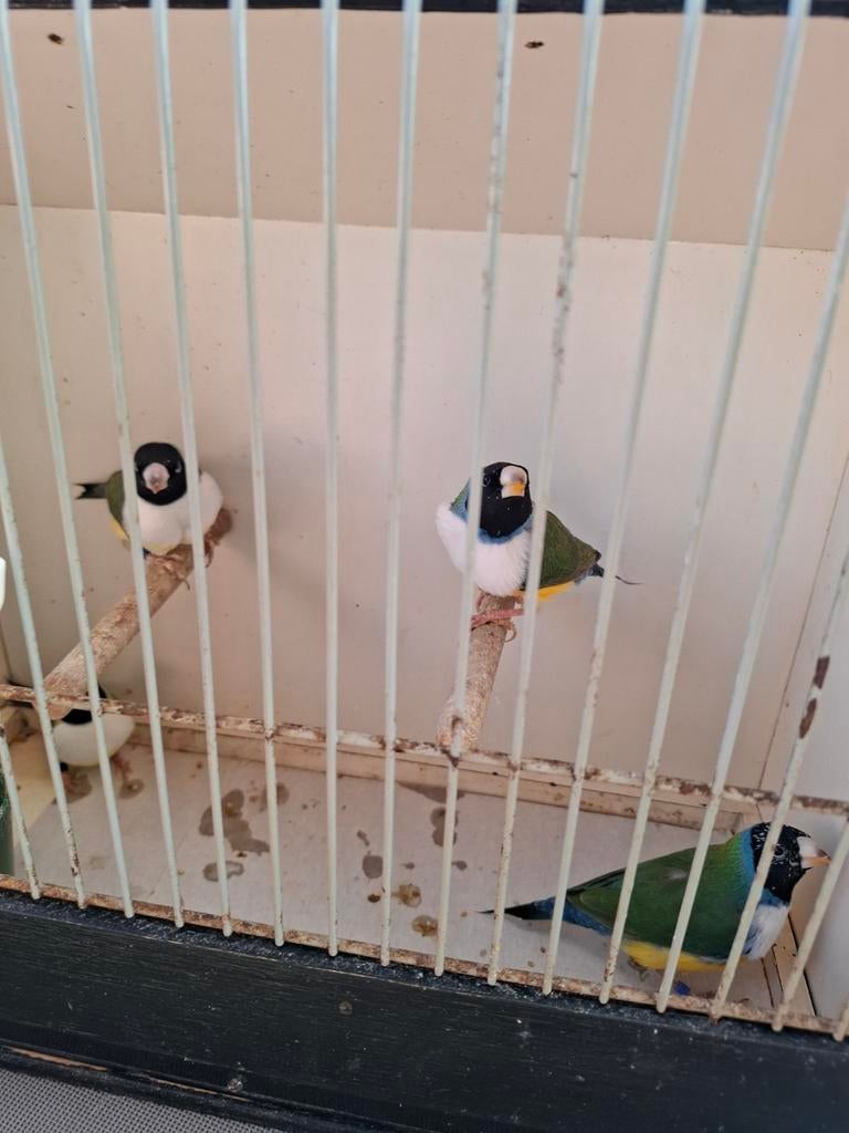 Goulds gouldamadines, Plusieurs animaux, Oiseau tropical