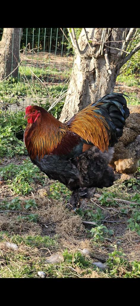 Brahma, Dieren en Toebehoren, Pluimvee