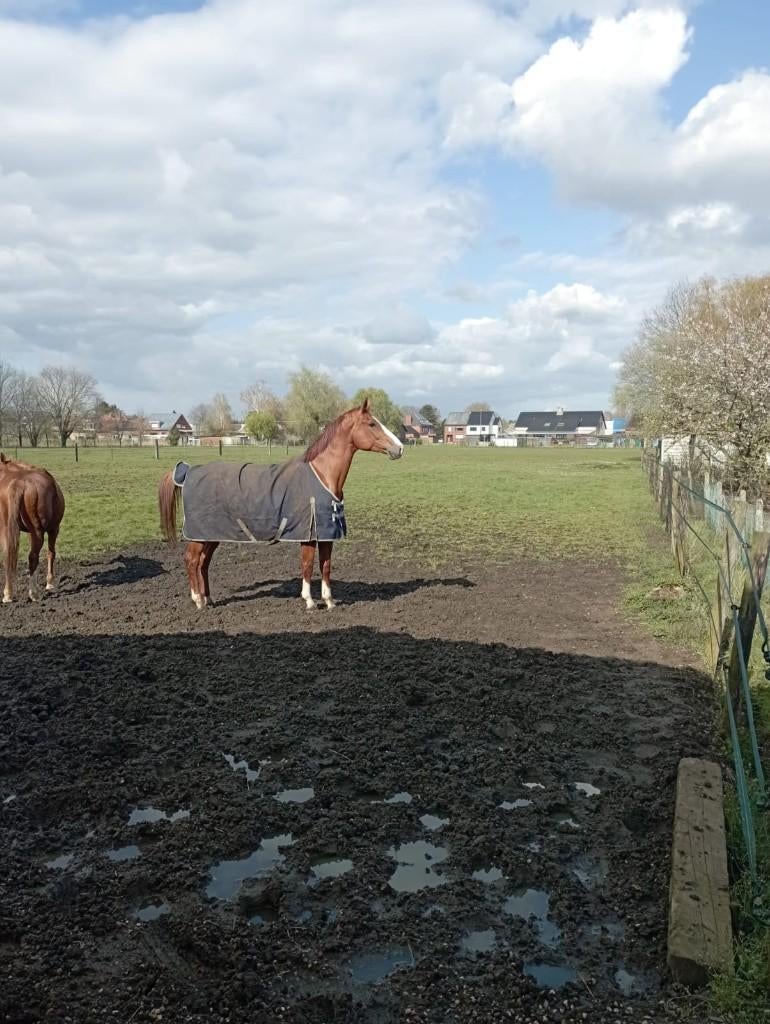 Te koop: Springpaard, Animaux & Accessoires, Chevaux, Jument, Z, 170 à 175 cm, 7 à 10 ans, Cheval de saut, Avec pedigree, Avec puce électronique