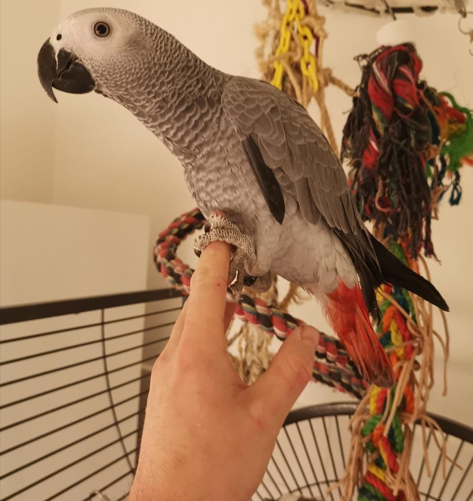 Gris de Gabon eam avec cage