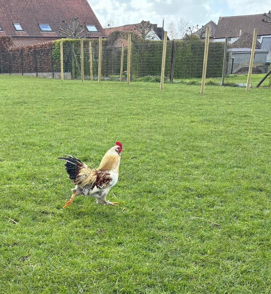 Haan gratis, Dieren en Toebehoren, Pluimvee