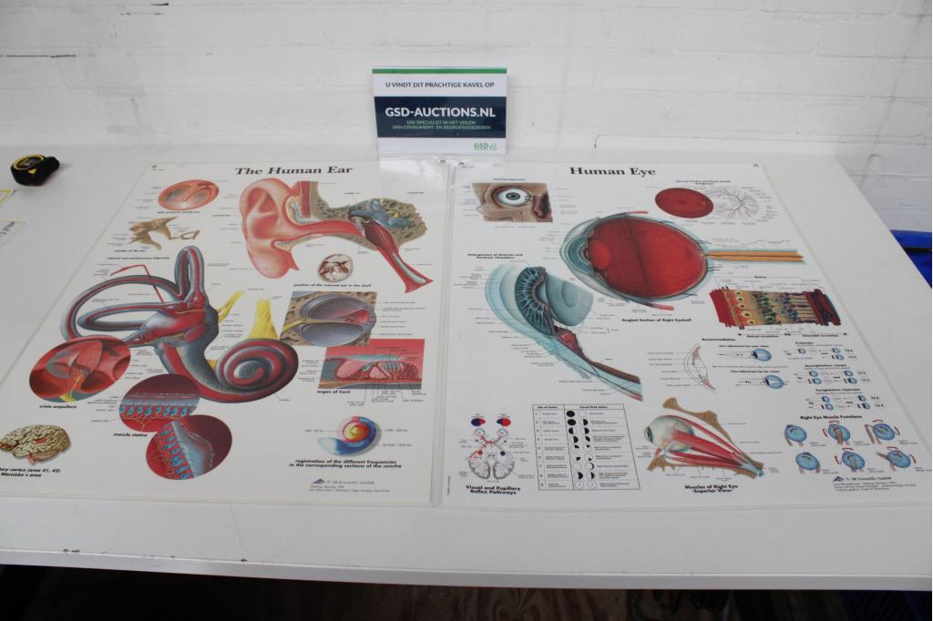 Anatomische Kaarten - The Human Ear & Human Eye