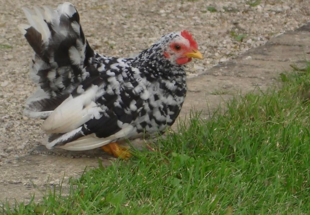 Broedeieren chabo, Dieren en Toebehoren, Pluimvee, Geslacht onbekend, Kip