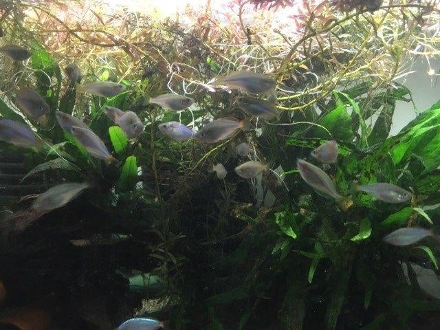 Diamantregenboogvis - Melanotaenia Praecox, Vis, Zoetwatervis, Schoolvis