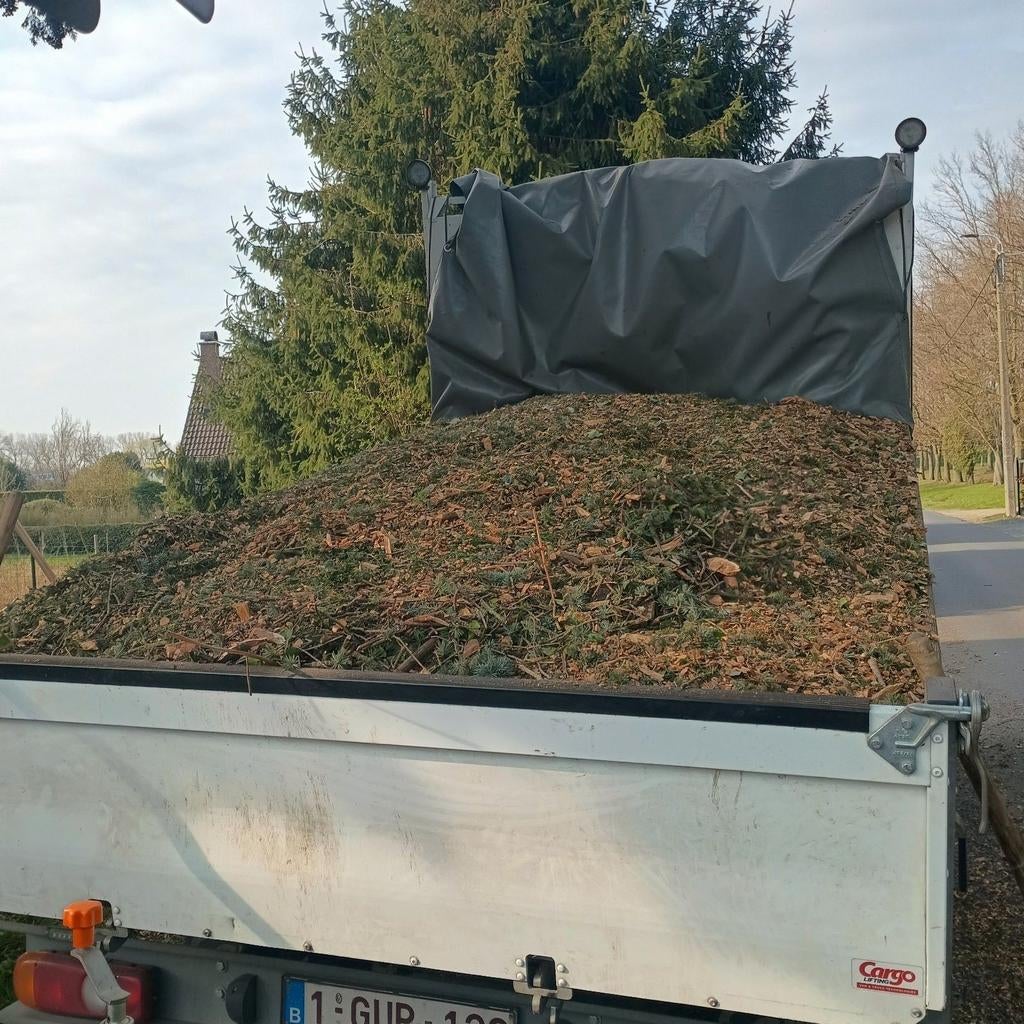 Côtelette de conifères, Enlèvement ou Envoi