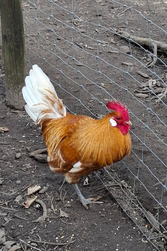 Friese hoen, Dieren en Toebehoren