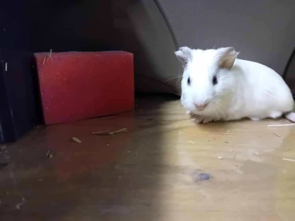 Verschillende nestjes cavia's ( vrouwtjes), Dieren en Toebehoren, Maart, Vrouwelijk, Cavia