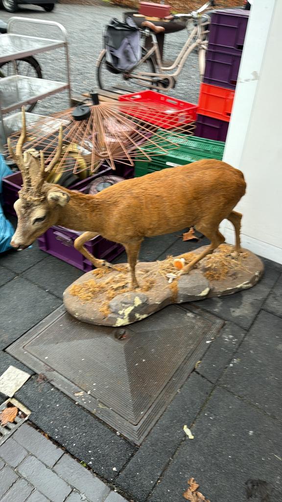 Opgezette Ree, Ophalen, Zo goed als nieuw