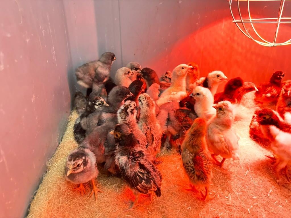 Kuikentjes van Wyandotte krielen, vrouwtjes vele kleuren, Vrouwelijk, Kip