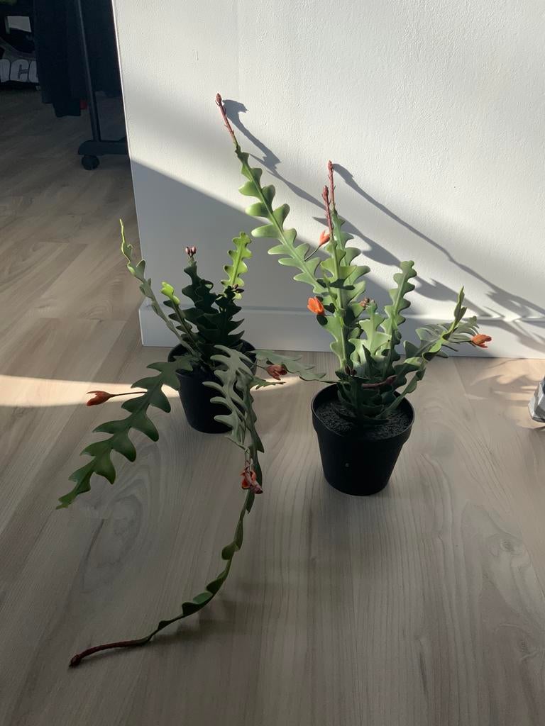 2 kunststof   planten Ikea FEJKA, Enlèvement ou Envoi, Neuf, Intérieur