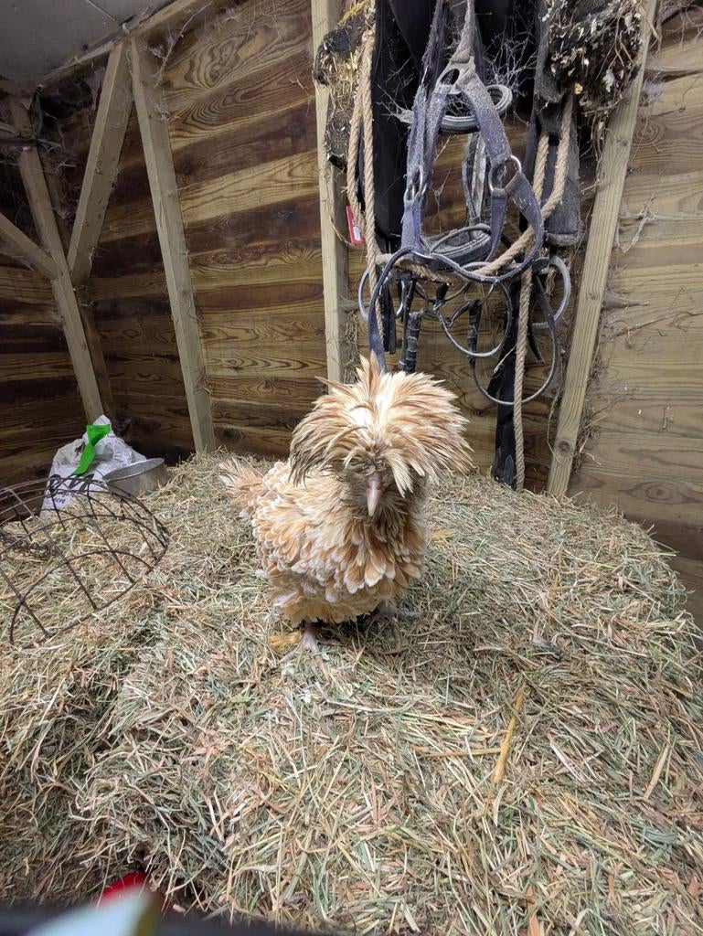 Padua krulveer en gladveer