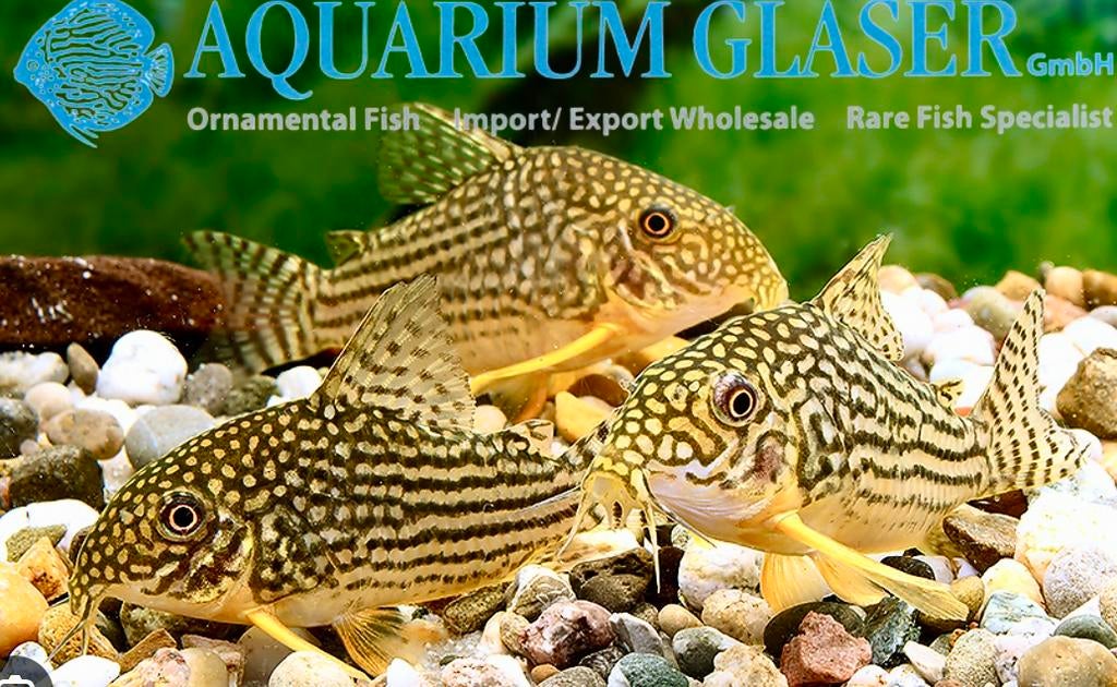 Corydoras Sterbai Rio Guapore F1, Dieren en Toebehoren, Vissen | Aquariumvissen, Zoetwatervis, Vis, Schoolvis