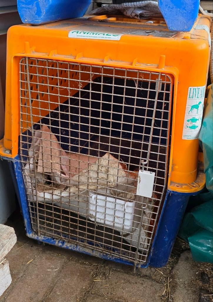 Grande cage de transport, Enlèvement, Utilisé