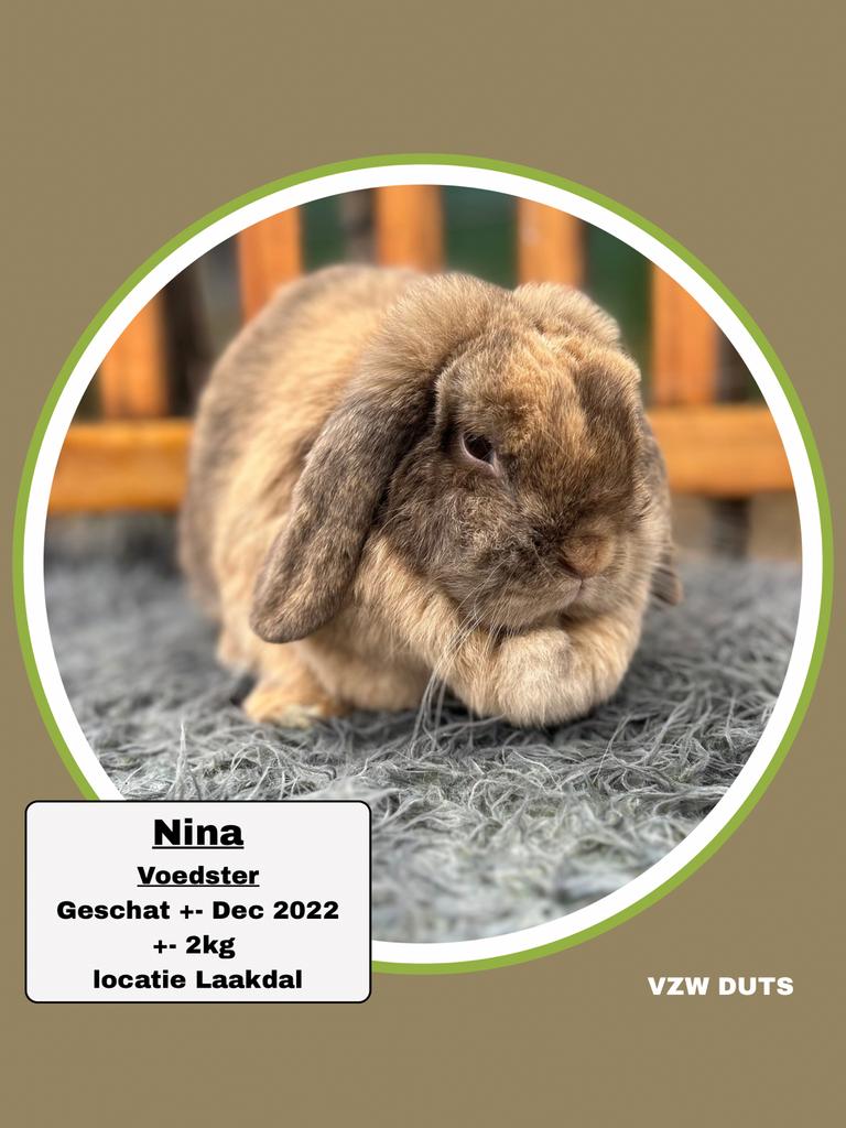 Voedster ter adoptie vzw duts, Dieren en Toebehoren, Konijnen, Klein, Vrouwelijk