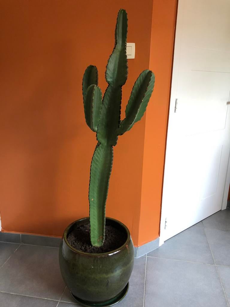 Cactus met pot en schaal + kleine cactus, Ophalen, Cactus