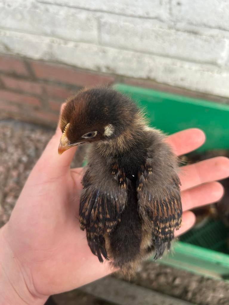 Barnevelder Chicks, taille L