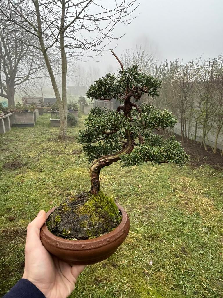 Juniperus bonsai, Tuin en Terras, Ophalen