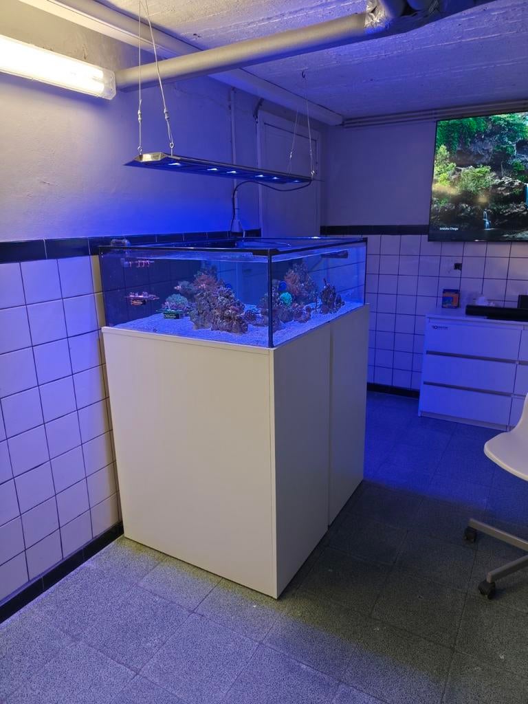 Cubus zeeaquarium stekkebak shallowtank, Dieren en Toebehoren, Ophalen of Verzenden