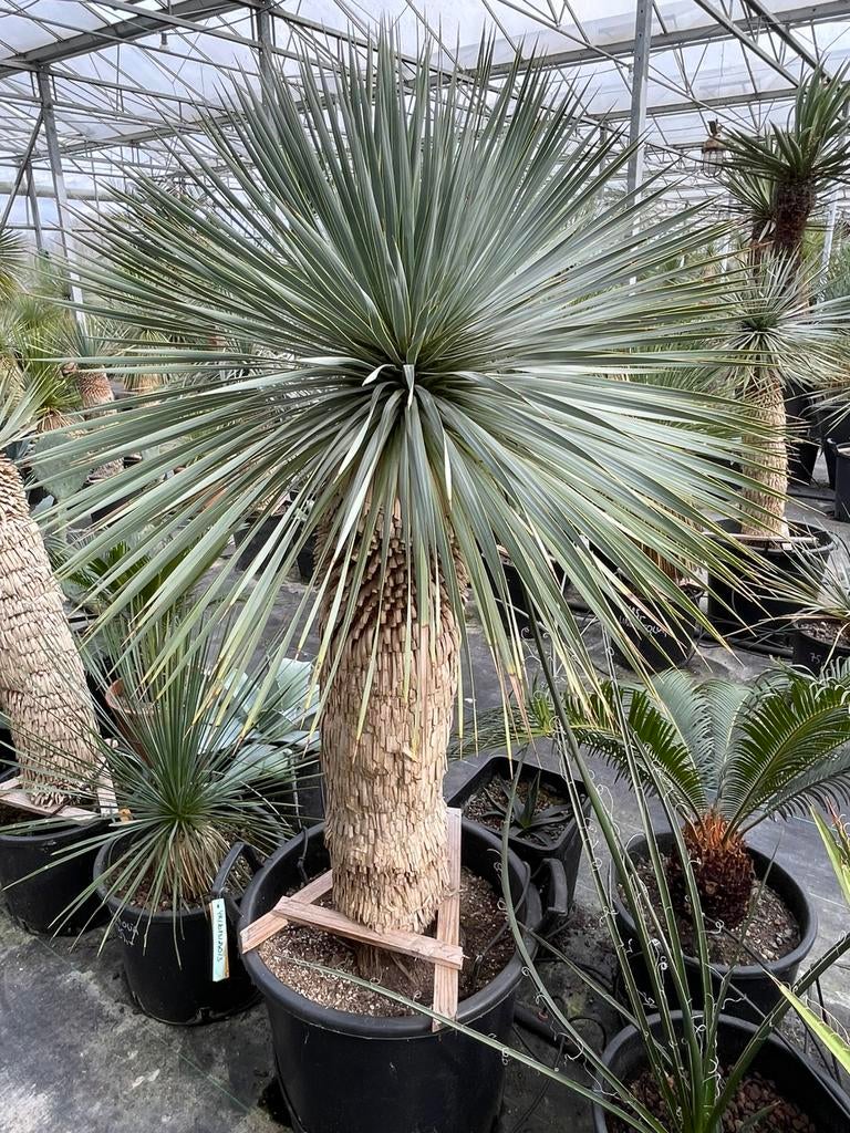 Yucca Rostrata, Lente, 100 tot 250 cm, Palmboom, Ophalen