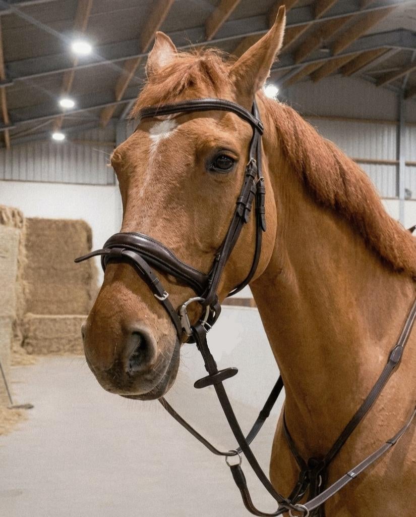 Bruin Hoofdstel (maat FULL) te koop