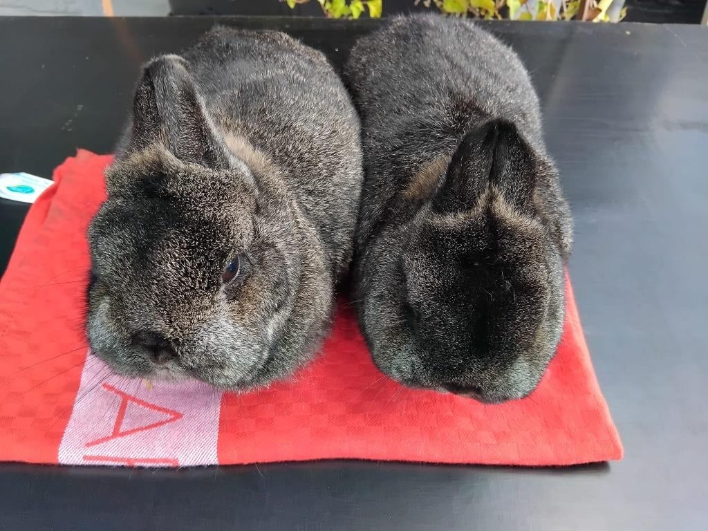 Koppel kleurdwergen, Dieren en Toebehoren, Konijnen