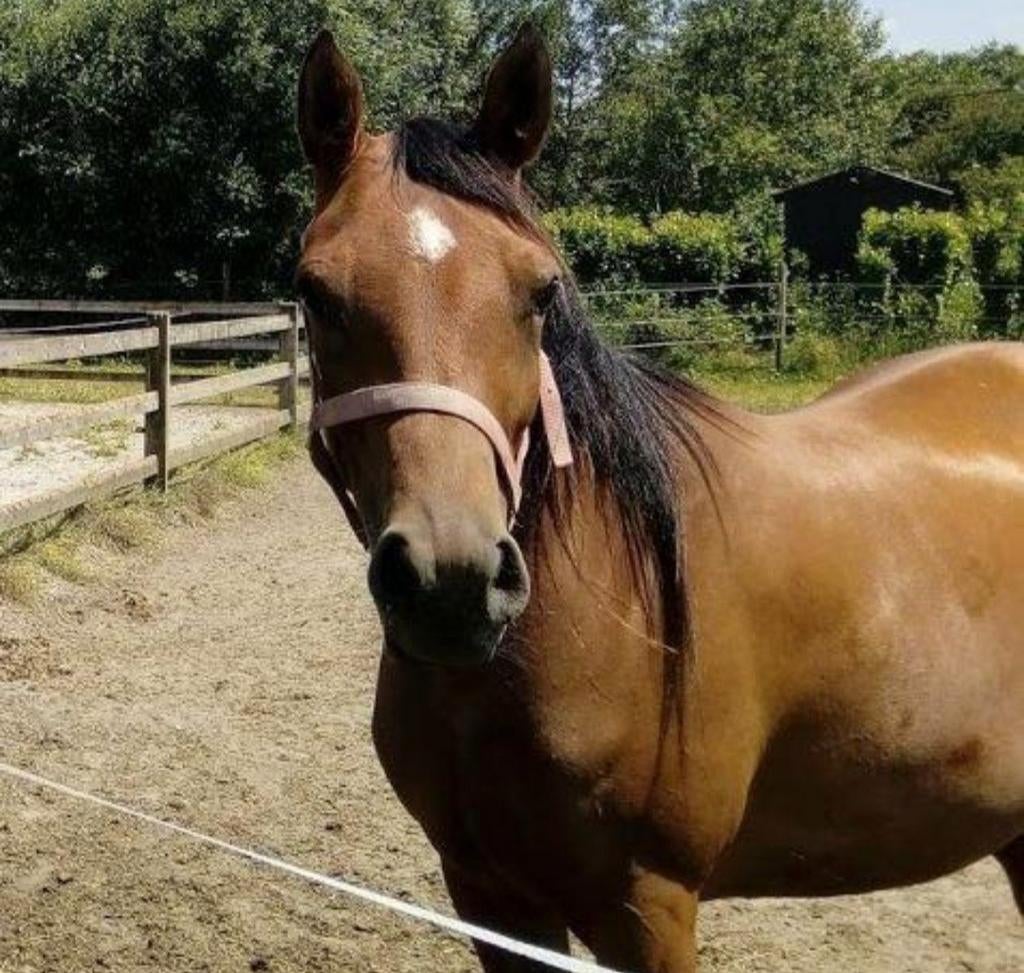 Lieve arabische merrie, als gezelschapsmaatje, wandelpaard, Dieren en Toebehoren, Paarden, Merrie