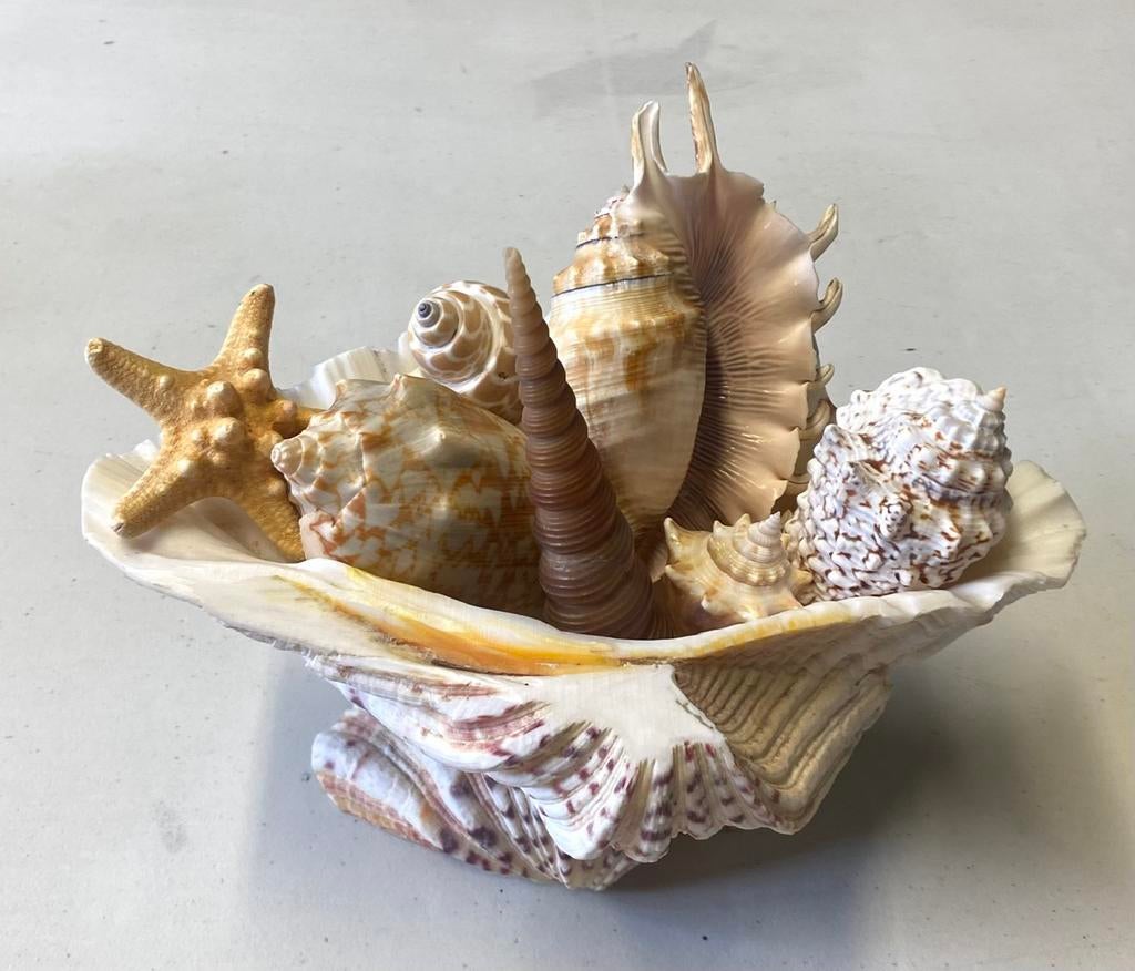 Mooie verzameling schelpen in doopvontschelp, Ophalen of Verzenden