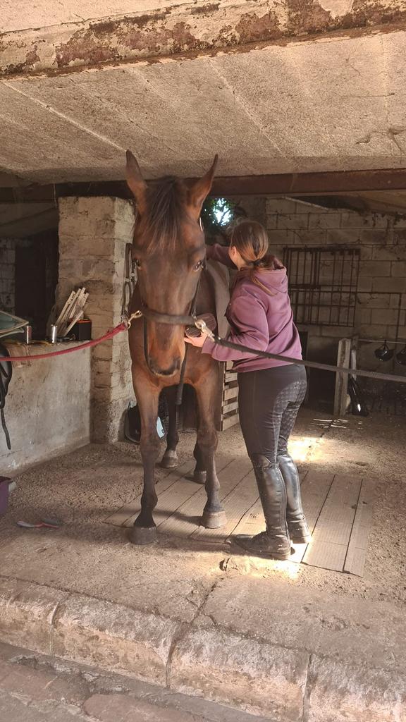 grondwerk training, Dieren en Toebehoren, Ophalen of Verzenden