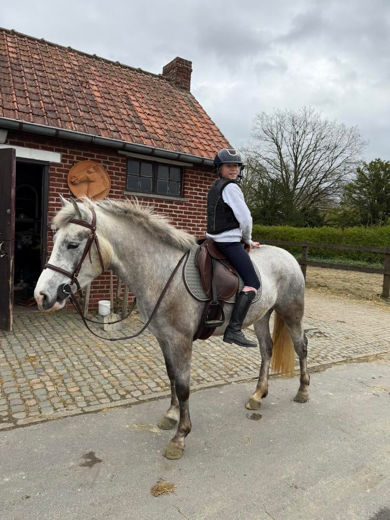 D-pony te koop, Dieren en Toebehoren, Pony's, Zadelmak