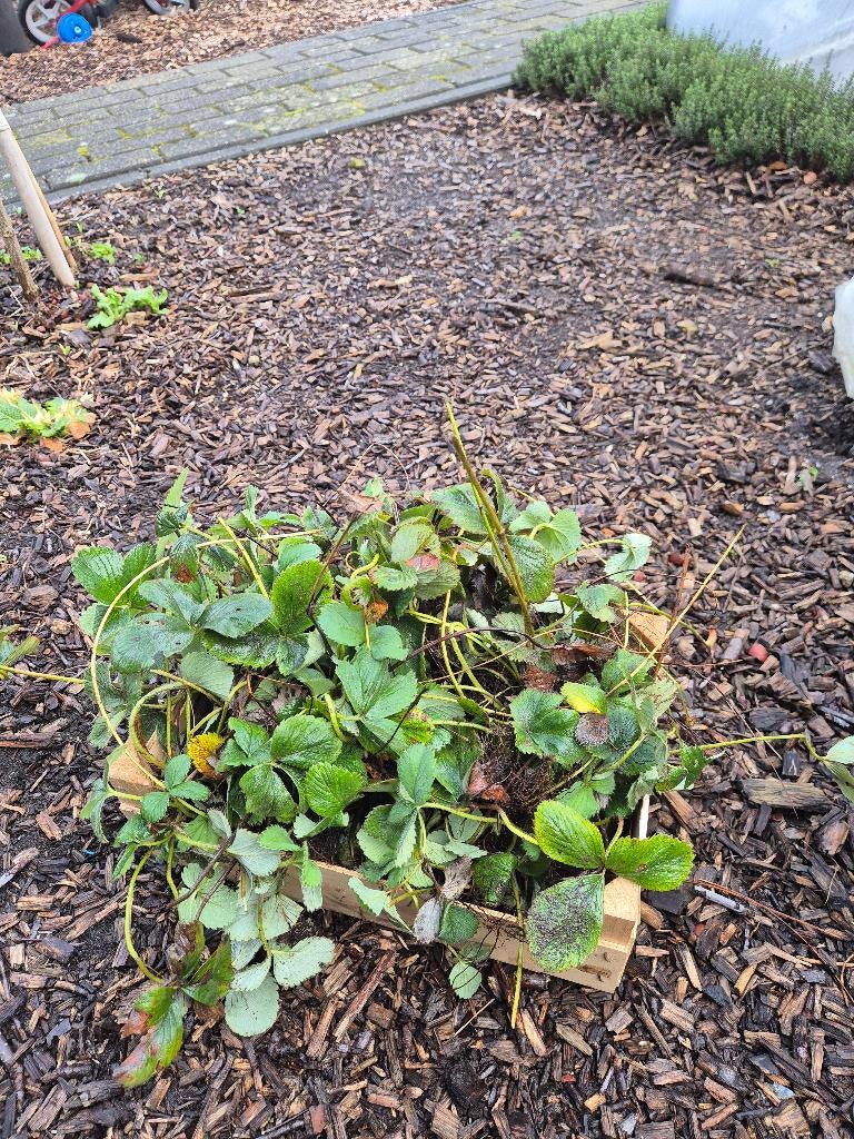 Aarbei planten bak van 100 stuks met verschilde soorten, Plein soleil, Été, Enlèvement, Plantes fruitières