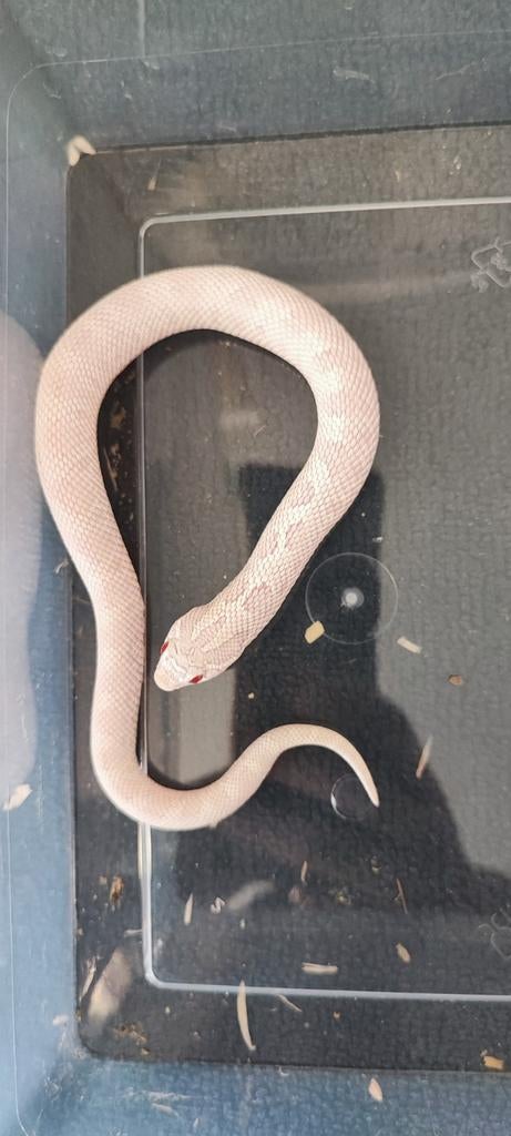 Yéti serpent à nez crochu, Animaux & Accessoires