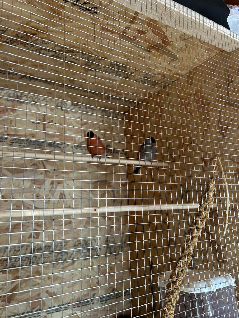 Koppel noordse goudvinken, Geringd