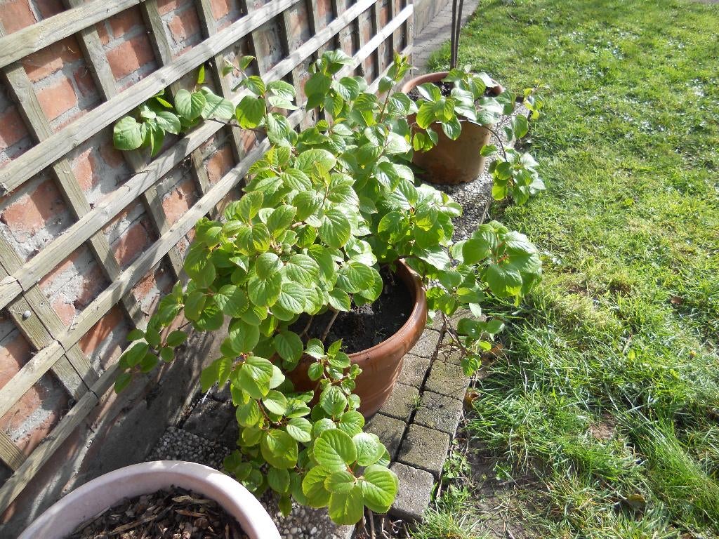 kiwibes, mannelijk, Ophalen