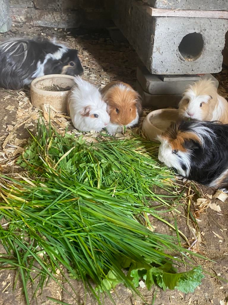 Raszuivere cavia’s Alpaca/Sheltie en Coronet, Dieren en Toebehoren, Knaagdieren, Cavia, December, Geslacht onbekend, Tam