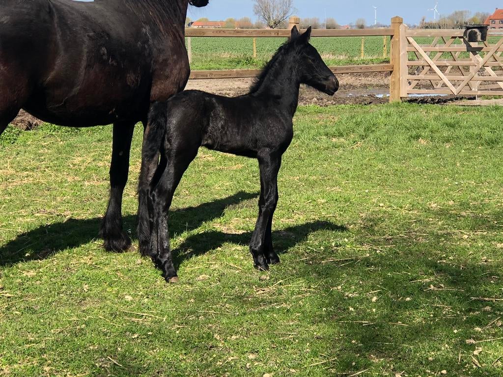 Te koop Friese merrie veulen 09/03/2026, Dieren en Toebehoren, Paarden, Merrie