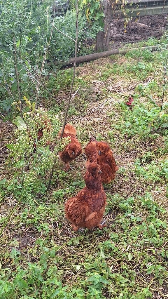 Broedeieren rode zijdehoenders, Dieren en Toebehoren